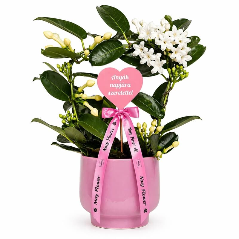 Nusy Flower Koszorúfutóka (Madagaszkári jázmin) kaspóban