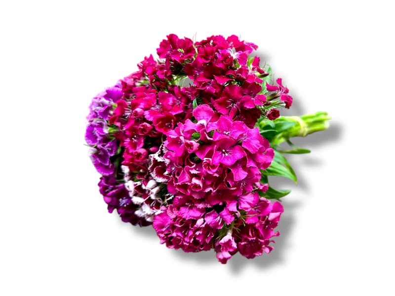 Nusy Flower Clove bouquet