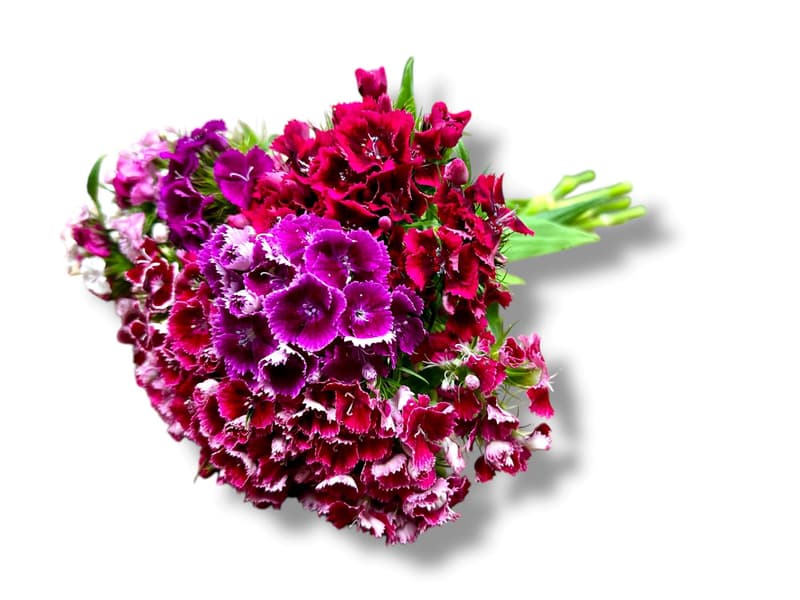 Nusy Flower Clove bouquet