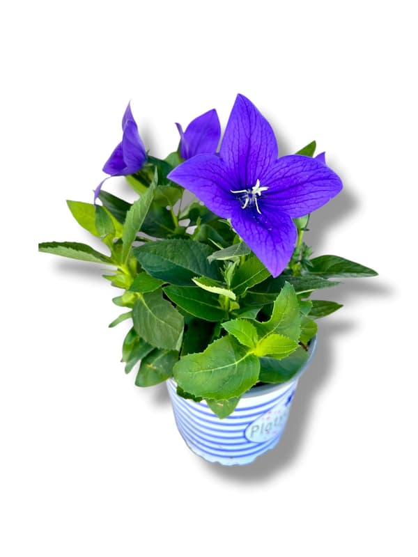 Balloon Flower in pot