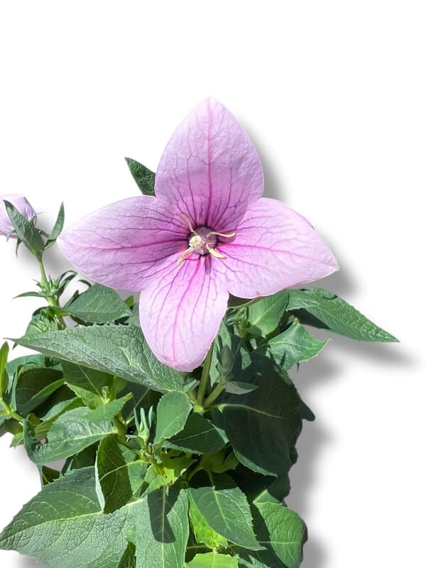 Balloon Flower in pot
