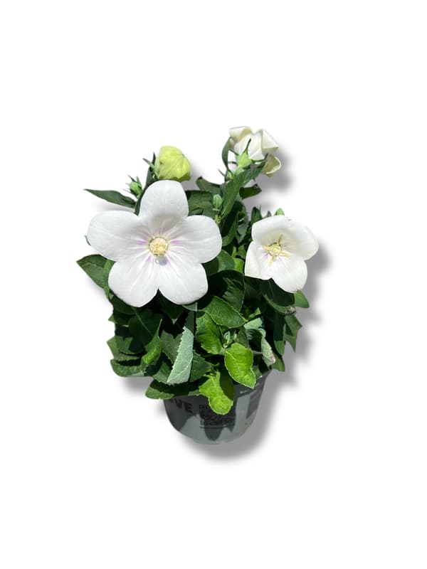 Balloon Flower in pot