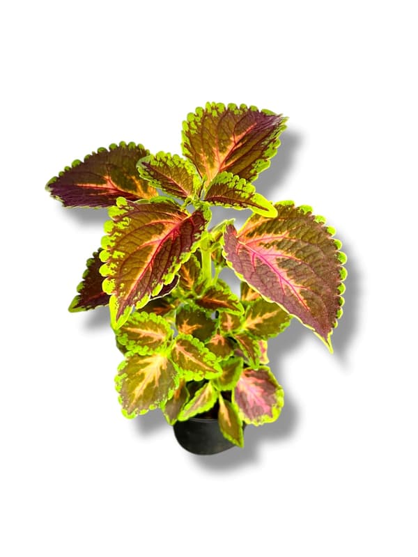 Coleus in pot