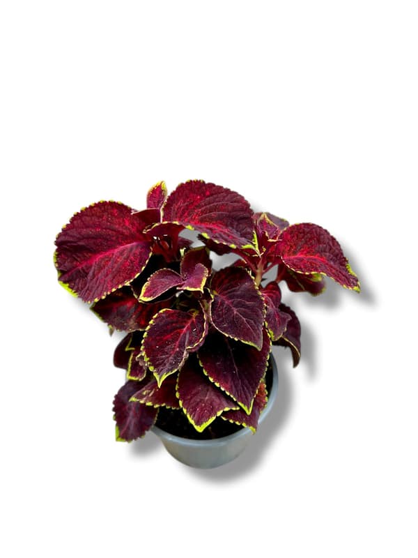 Coleus in pot