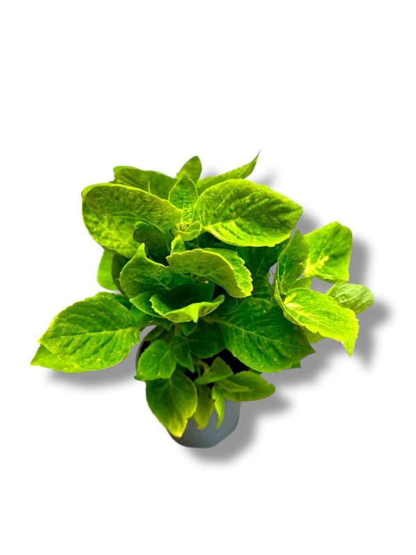 Coleus in pot