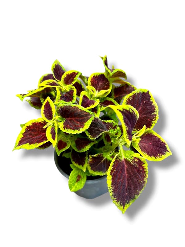Coleus in pot