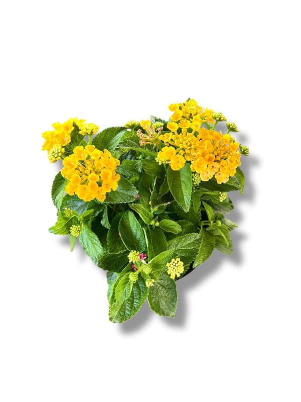 Évelő sétányrózsa cserépben, vegyes színekben