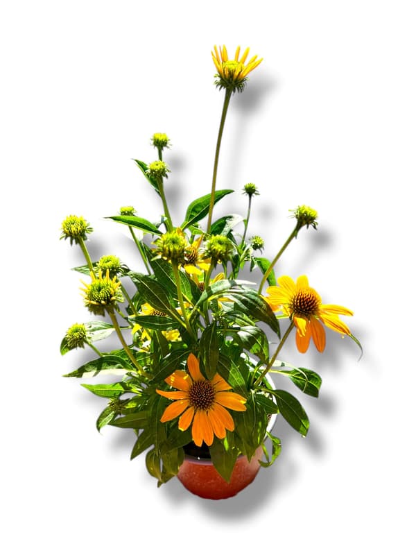 Echinacea 19 cm-es cserépben, vegyes színekben