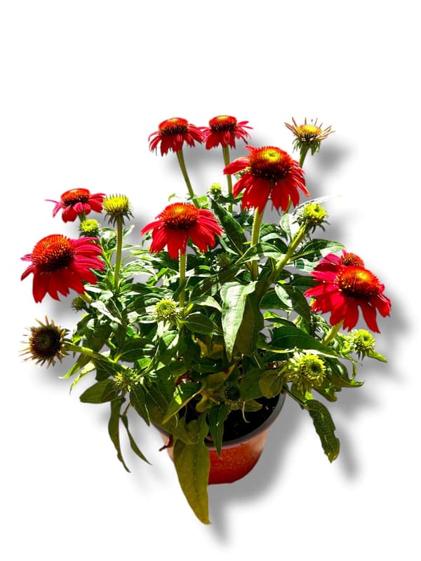 Echinacea 19 cm-es cserépben, vegyes színekben