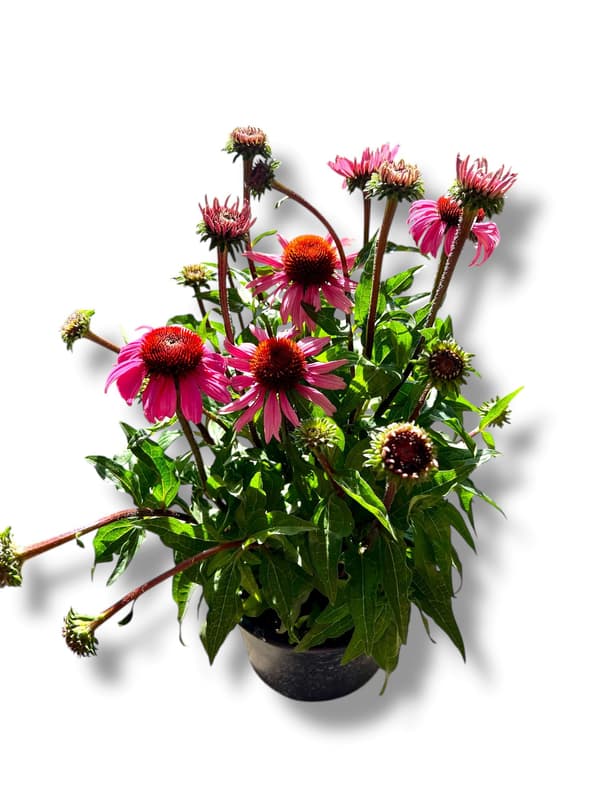 Echinacea 19 cm-es cserépben, vegyes színekben