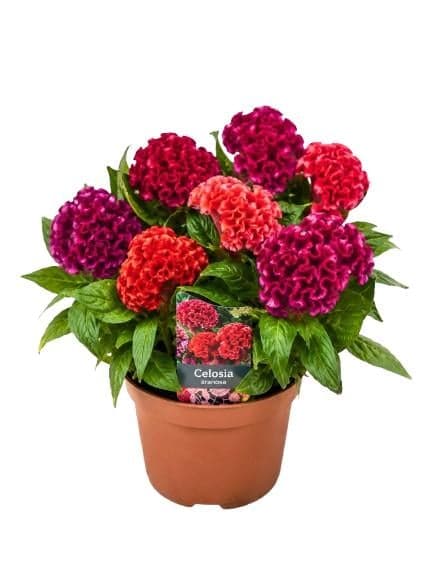 Cockscomb in a pot
