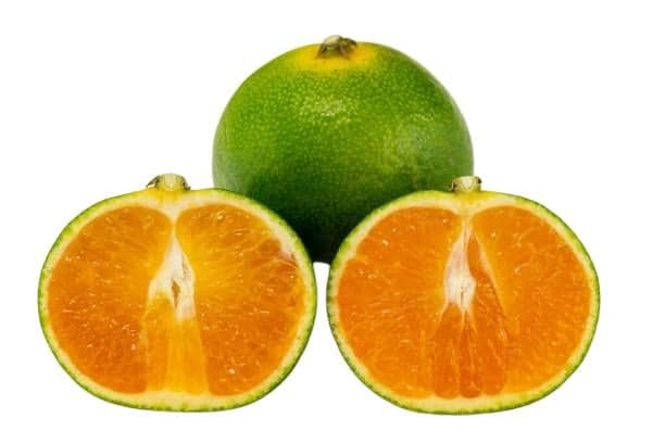Satsuma japán mandarin, lédig