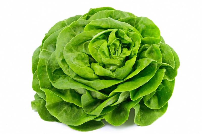lettuce