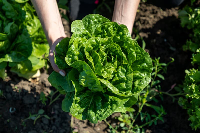 lettuce