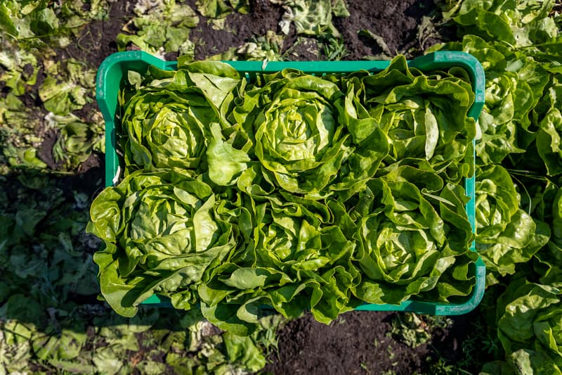 lettuce