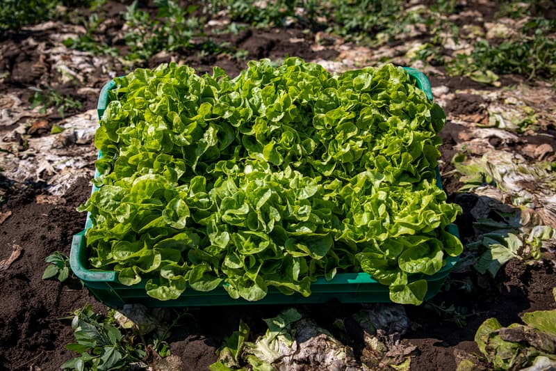lettuce