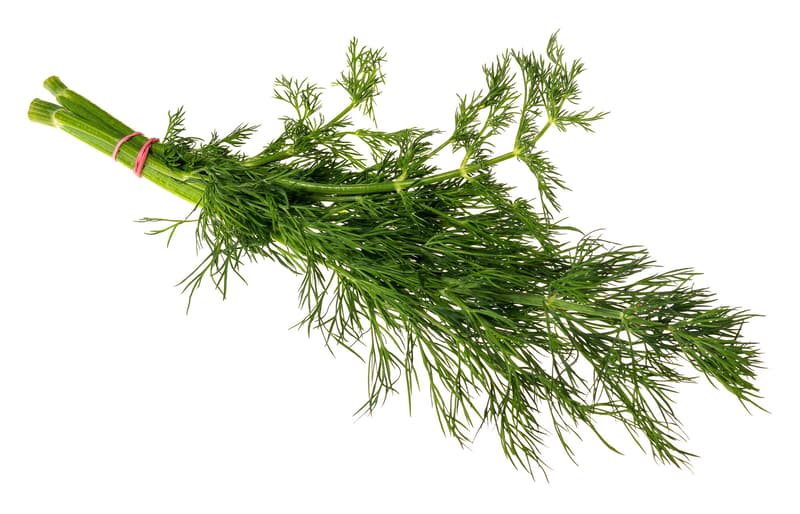 Dill green knot