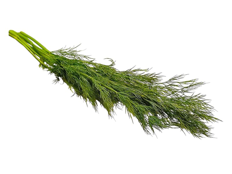 Dill green knot