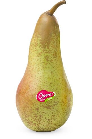 OPERA Abate körte, Fetel fajta (70-75 mm-es átmérő), lédig