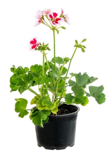 Muskátli álló, rózsaszín, 14 cm-es cserépben
