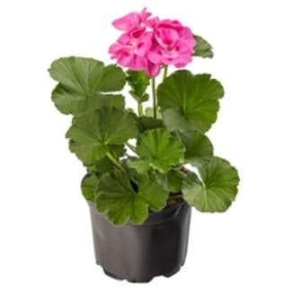 Muskátli álló, rózsaszín, 14 cm-es cserépben