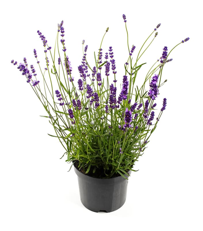 Lavender from Tihany 9 cm
