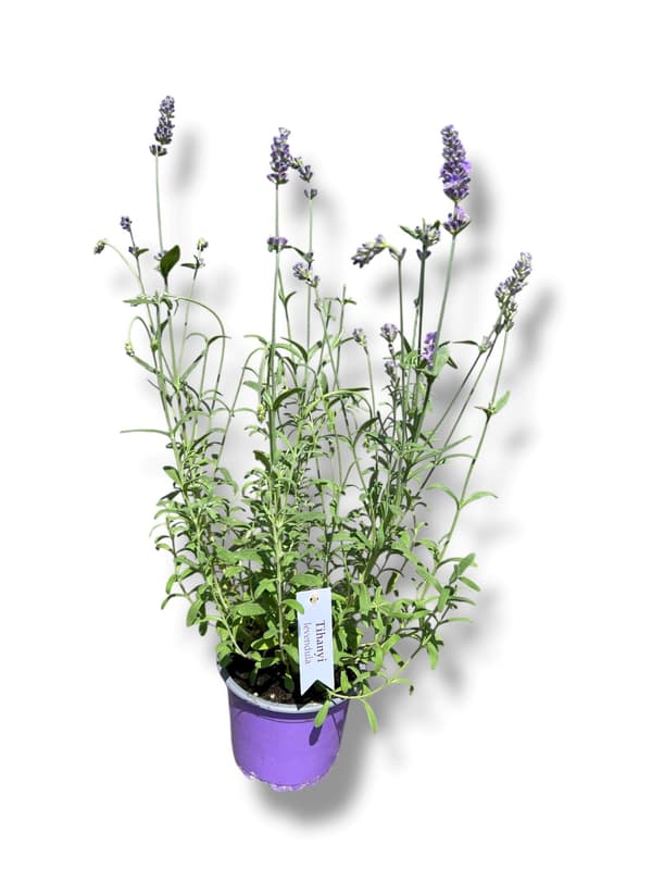Lavender from Tihany 9 cm