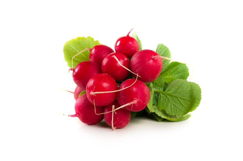 Hungarian red round radish bunch