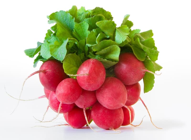 Hungarian red round radish bunch