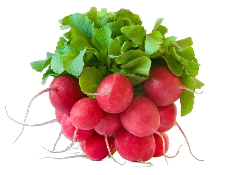 Hungarian red round radish bunch