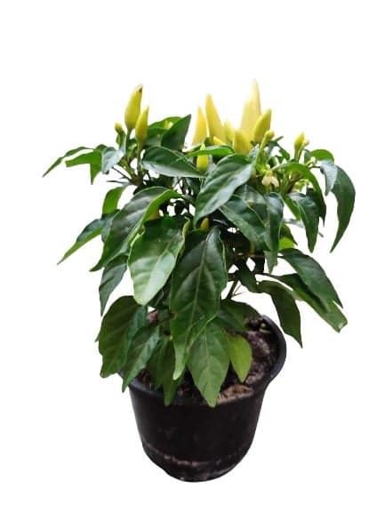 Potted chili pepper plant