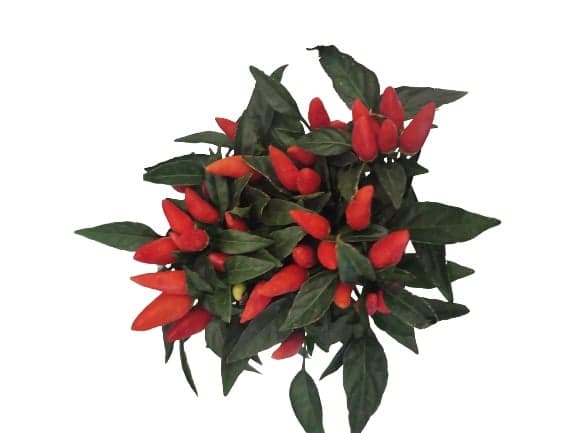 Potted chili pepper plant
