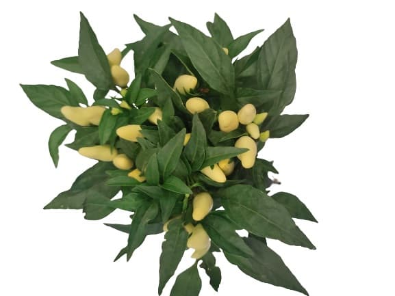 Potted chili pepper plant