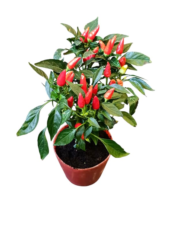Potted chili pepper plant