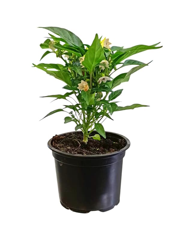 Potted chili pepper plant