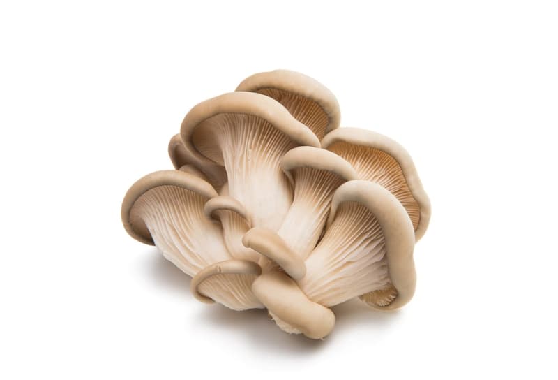 Chef Mushroom Bouquet of Oyster Mushrooms