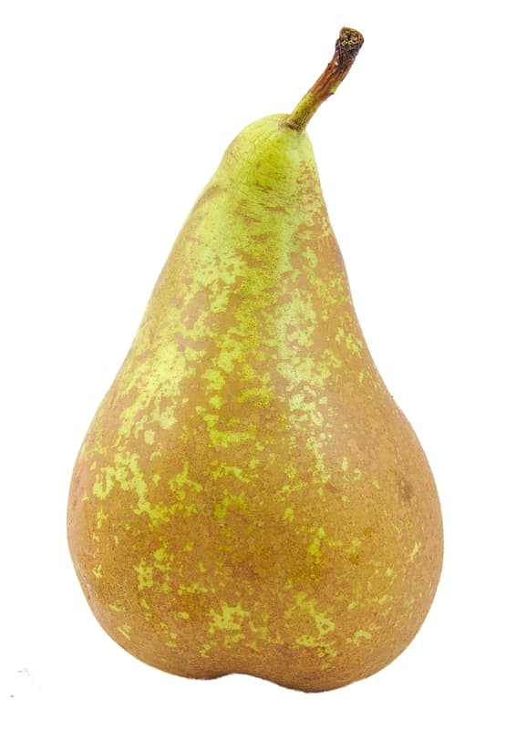 Conferance pear