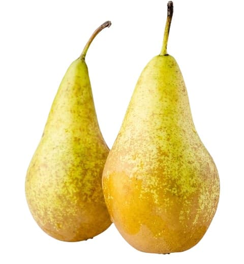 Conferance pear