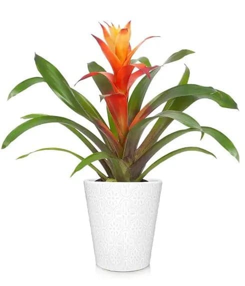 Bromeliad mix in 12cm