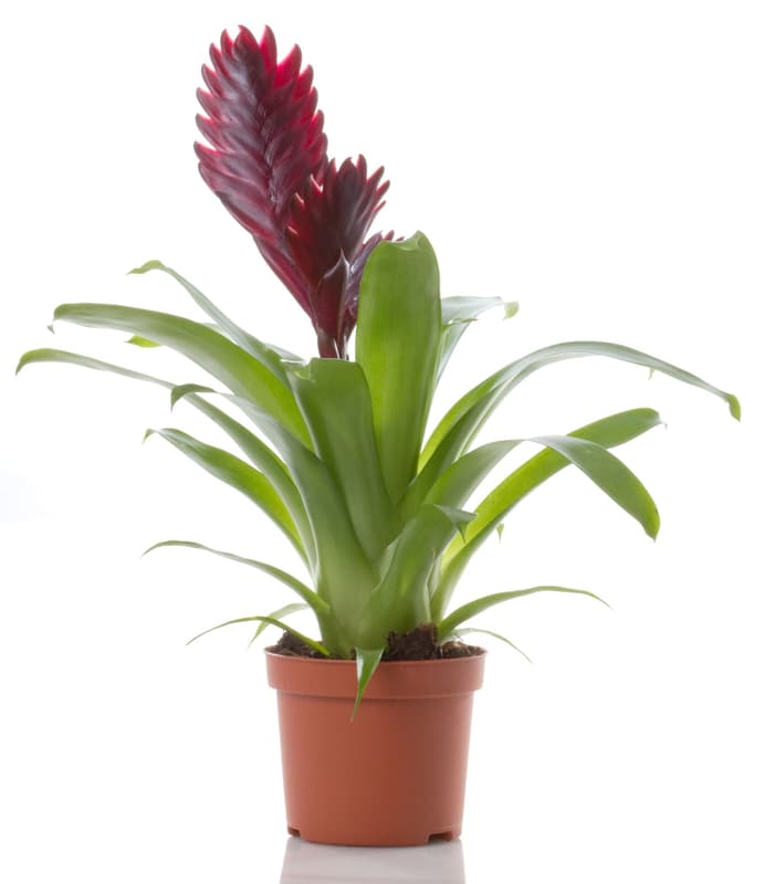Bromeliad mix in 12cm