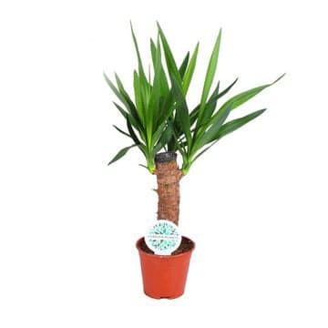 Yucca 11-es cserépben 3+ hajtás