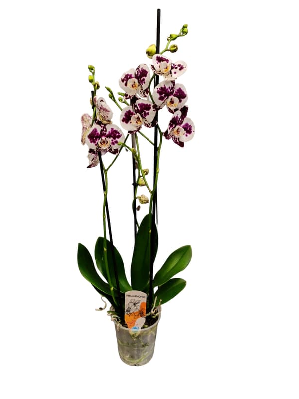 Orchidea mix 12 cm-es cserépben vegyes színekben