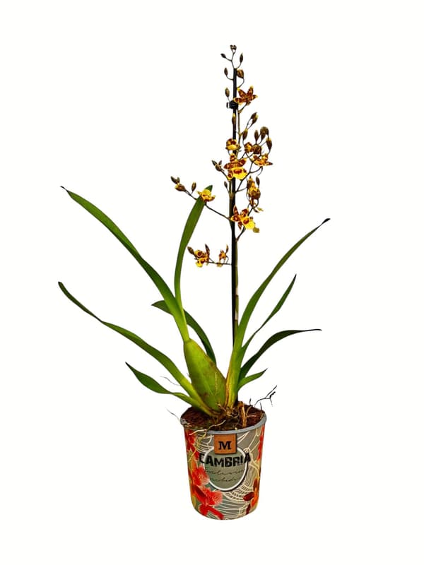Orchidea mix 12 cm-es cserépben vegyes színekben
