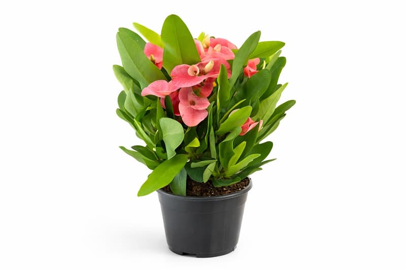 Euphorbia, cserepes
