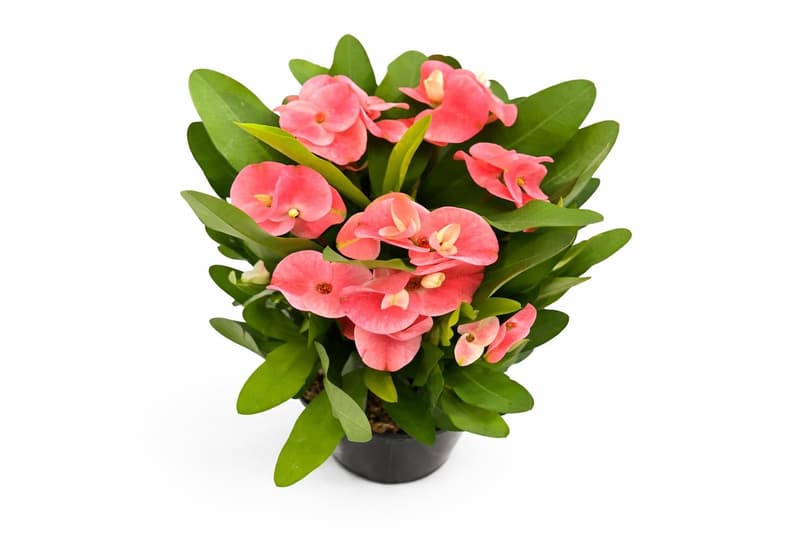 Euphorbia, cserepes