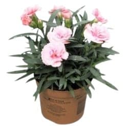 Carnation pink 20 cm high (Dianthus Oscar Light Pink)