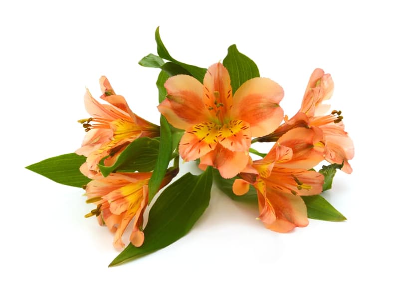 Nusy Flower Alstroemeria csokor- 3 szál