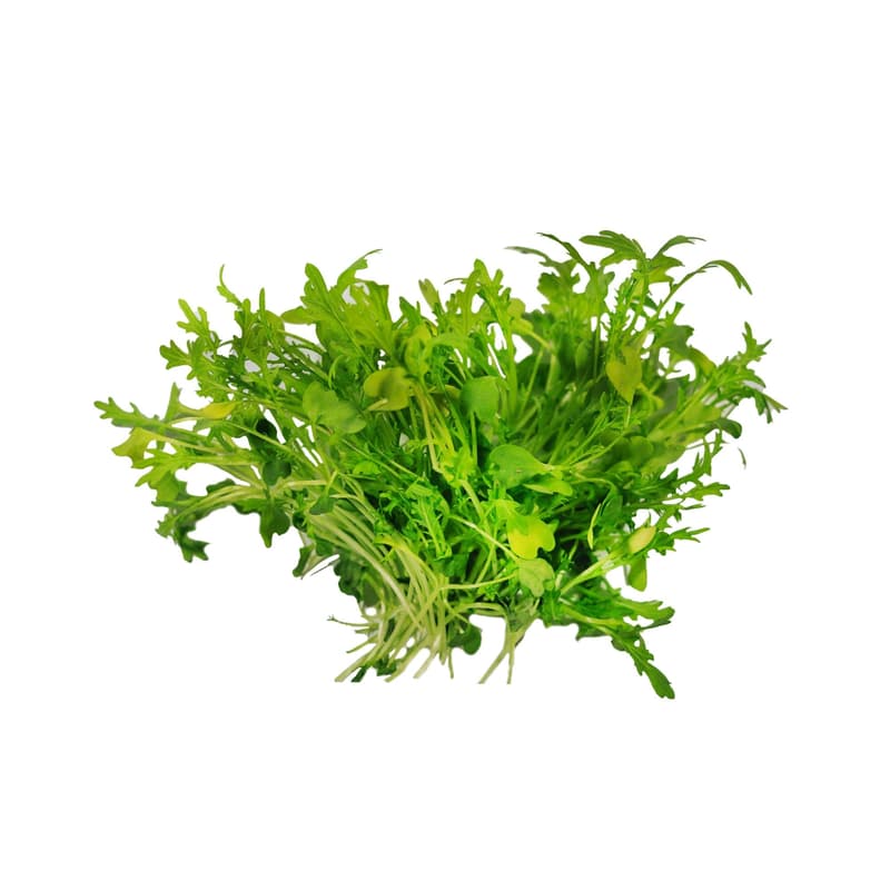 Mustard 'Wasabina', microgreen