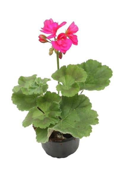 Geranium standing pink 9cm