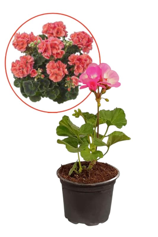 Geranium standing pink 9cm